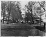 U.S. Nitrate Plant No. 2: Buildings along tree-lined street by United States Government