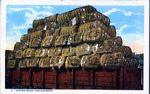 Cotton ready for shipment by C.T. American Art