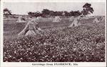 Greetings from Florence, Alabama (Cotton field and Hay bundles) by Brown Farm Scenes